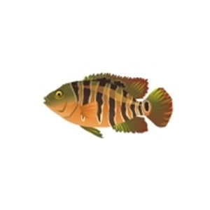 Mayan Cichlid